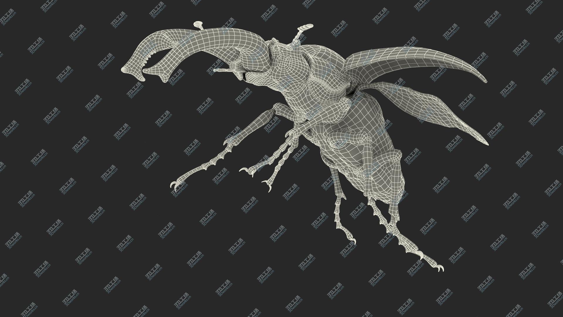 images/goods_img/2021040164/3D Lucanus Cervus Stag Beetle Flying with Fur/4.jpg